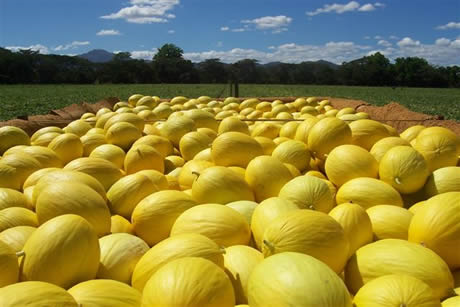 Coup d’envoi de la campagne du melon du Costa Rica